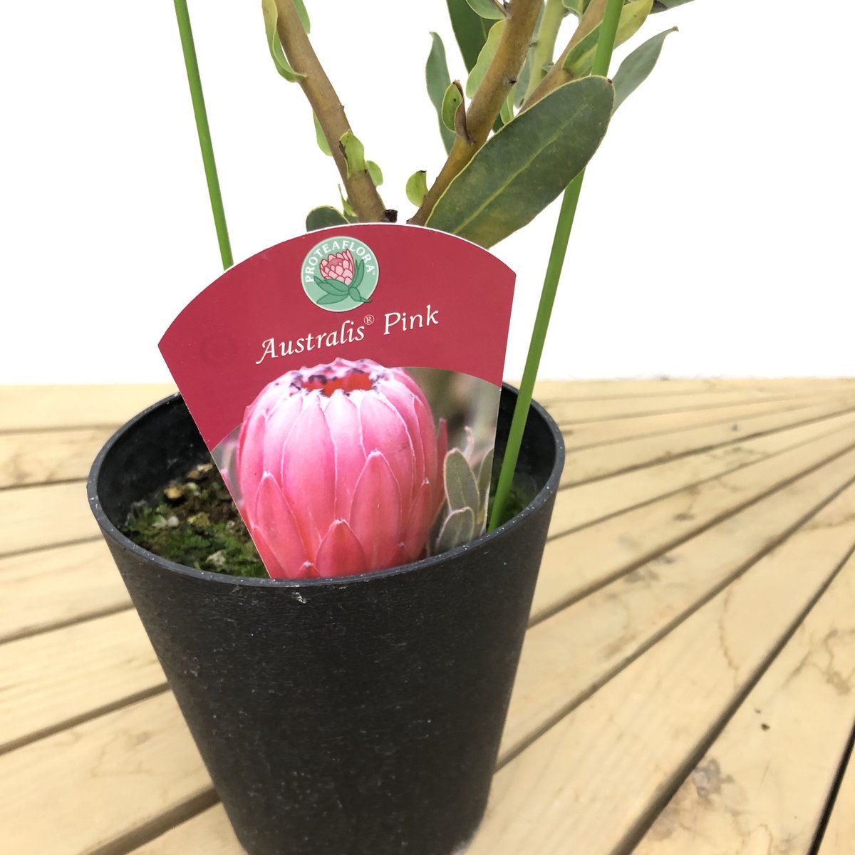 プロテア オーストラリスルビー　5号鉢　オージープランツ　苗　花　園芸 園芸ネット本店｜プロテア：オーストラリスルビー 5号鉢植え の通販