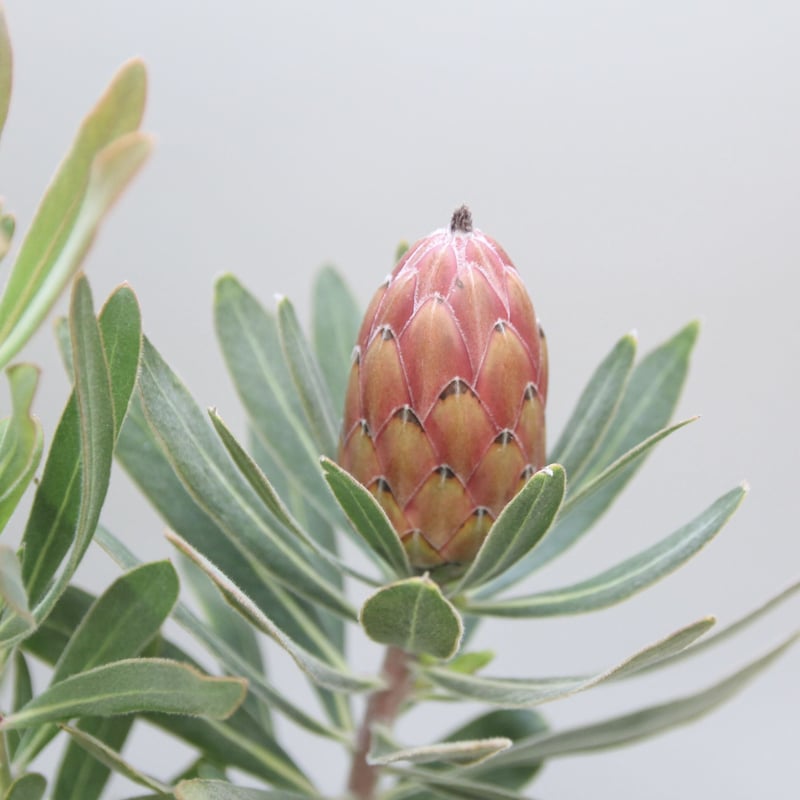 プロテア スペシャルピンクアイス 2個セット ② プロテア スペシャルピンクアイス 2輪 | 多気園芸 Online Shop