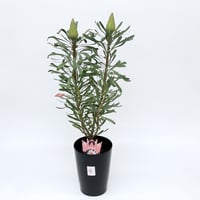 リューコスペルマム ソーエクスクイジット 5号 | 多気園芸 Online Shop
