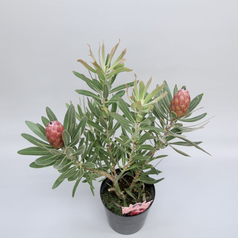 ② プロテア スペシャルピンクアイス 2輪 | 多気園芸 Online Shop