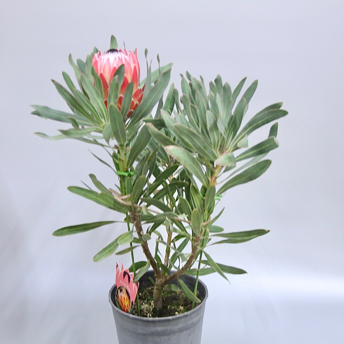 プロテアポッサムマジック　1 大株2フラワー プロテア ポッサムマジック 蕾6つ 140㎝ 希少 美品 大株 苗 | 香り屋