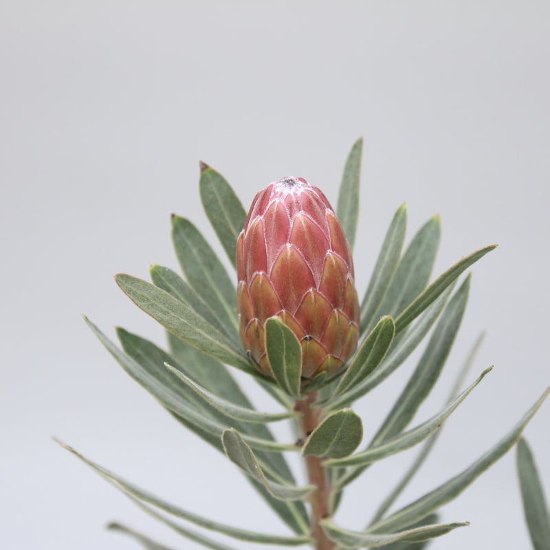 プロテア スペシャルピンクアイス 2個セット プロテア スペシャルピンクアイス（2花付き）6号｜花木04-PA