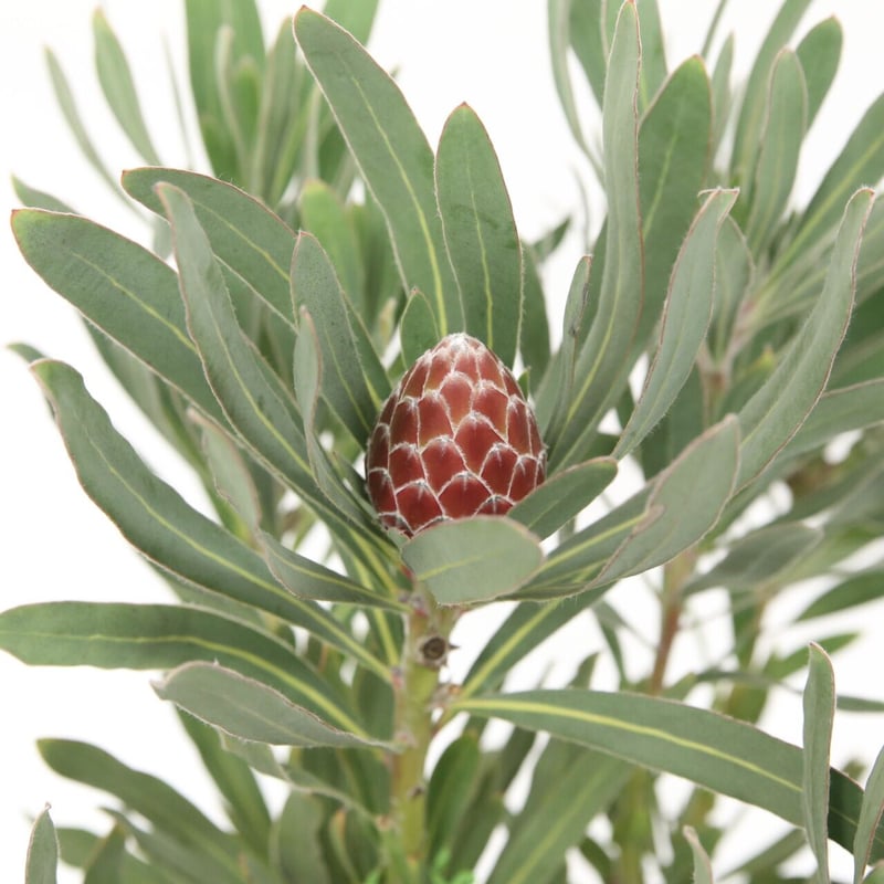 プロテア ポッサムマジック 1輪 | 多気園芸 Online Shop