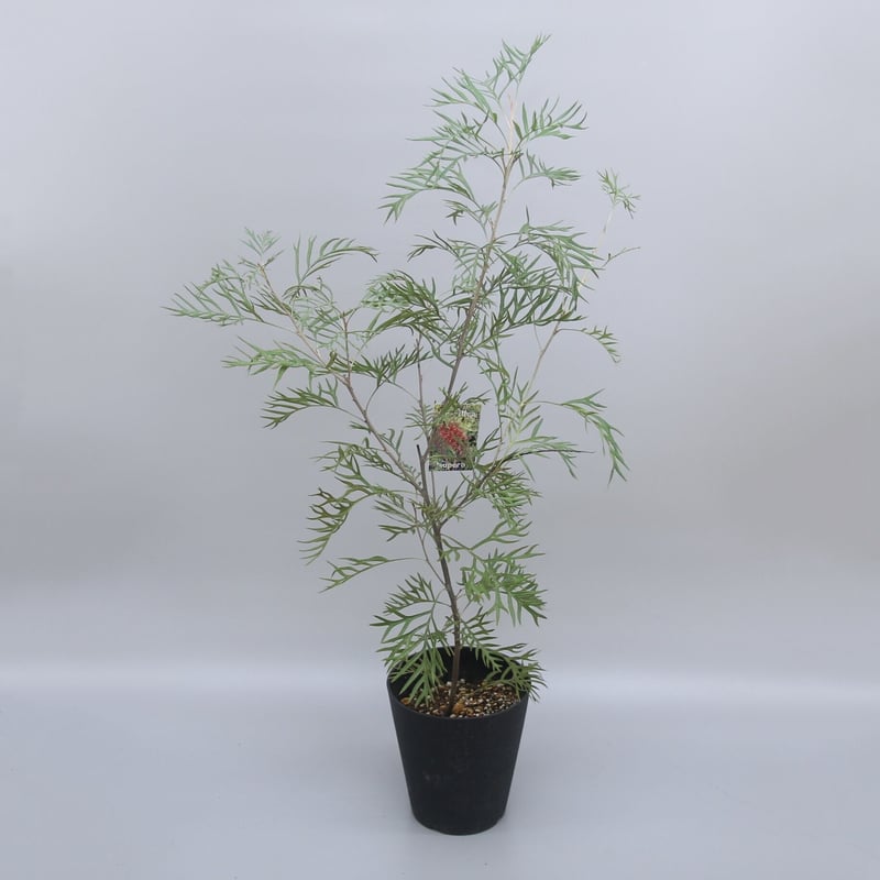 グレビレア サパーブ 6号鉢 | 多気園芸 Online Shop