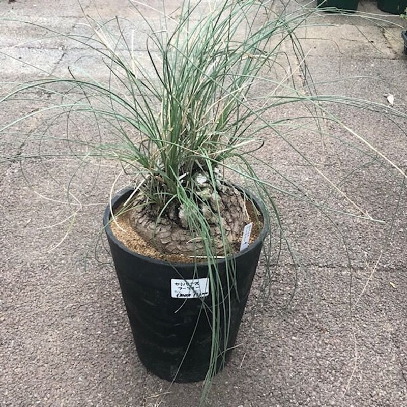 カリバナス フーケリー 8号 | 多気園芸 Online Shop