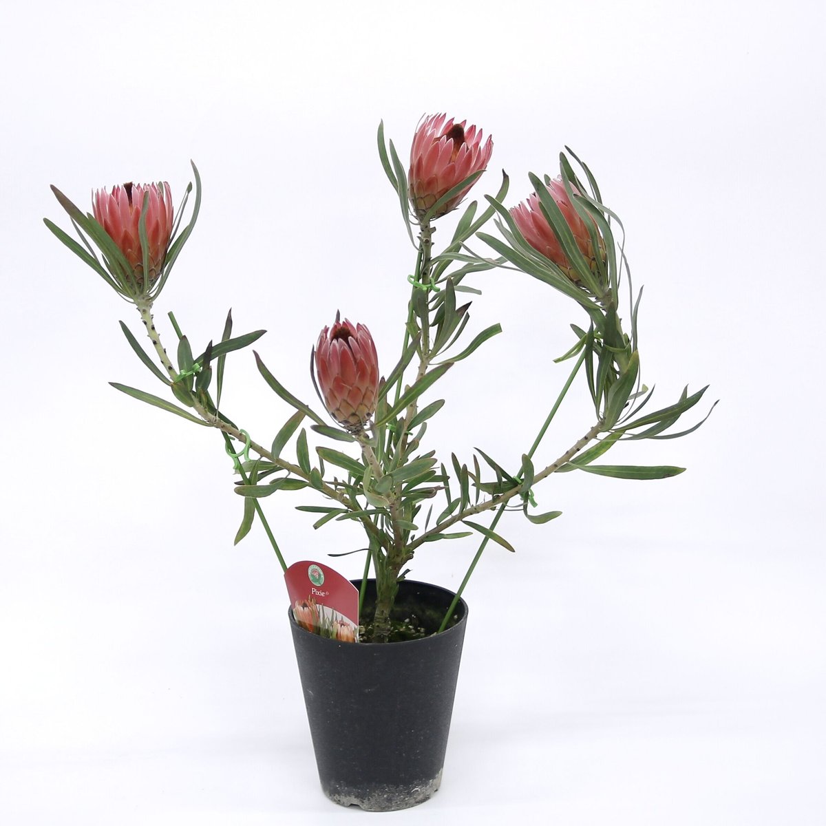 プロテア　ピクシー　大株 園芸ネット本店｜プロテア：ピクシー 7号鉢植え24-03 の通販【公式】