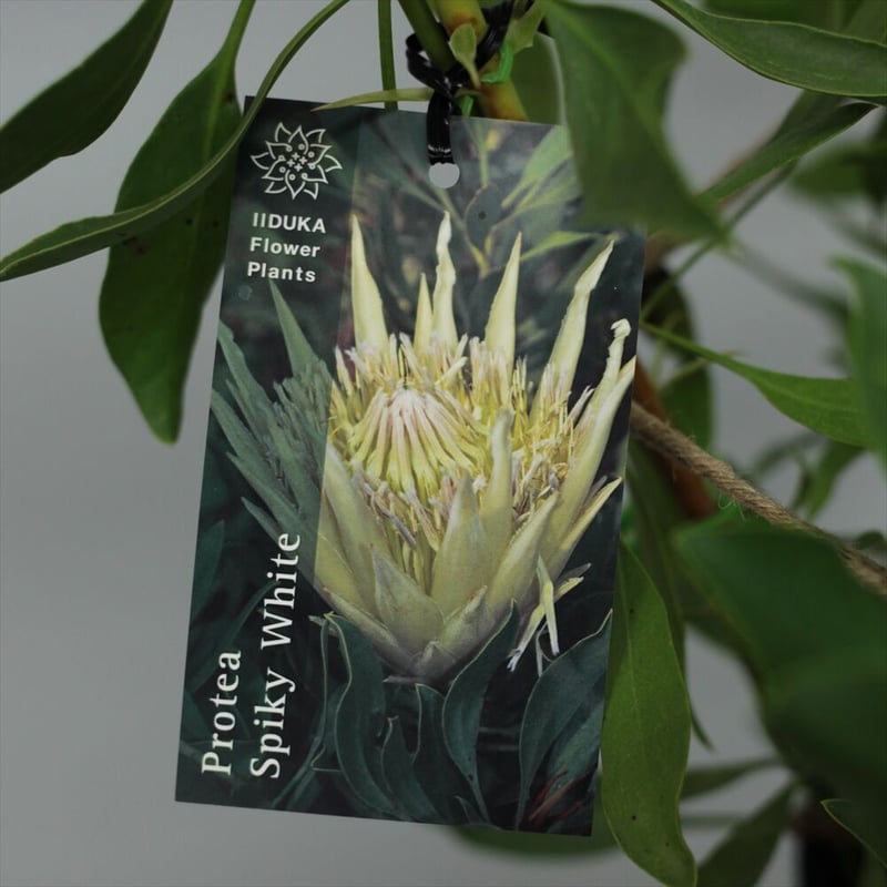 プロテアアークティックアイスオージープランツ観葉植物