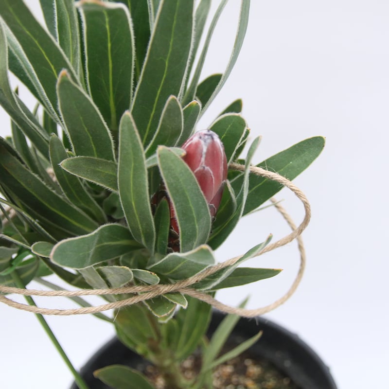 プロテア オーストラリスルビー 7号 | 多気園芸 Online Shop