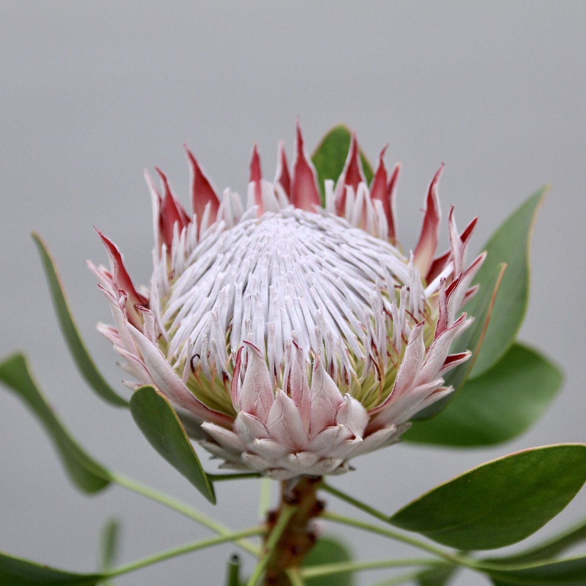 パウスカート　キングプロテア 花苗 プロテア キングプロテア 送料無料 3株 : 花と緑 国華園