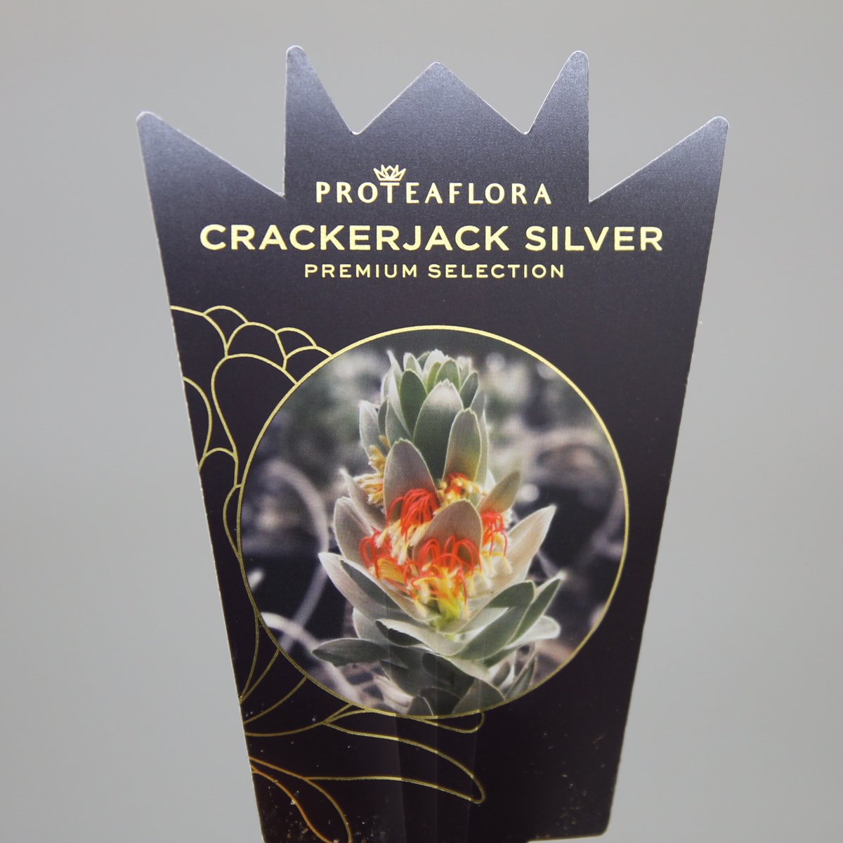 ミメテスクラッカージャックシルバー　1 希少！ 園芸ネット本店｜[ザ・ファームセレクト]ミメテス：クラッカージャック