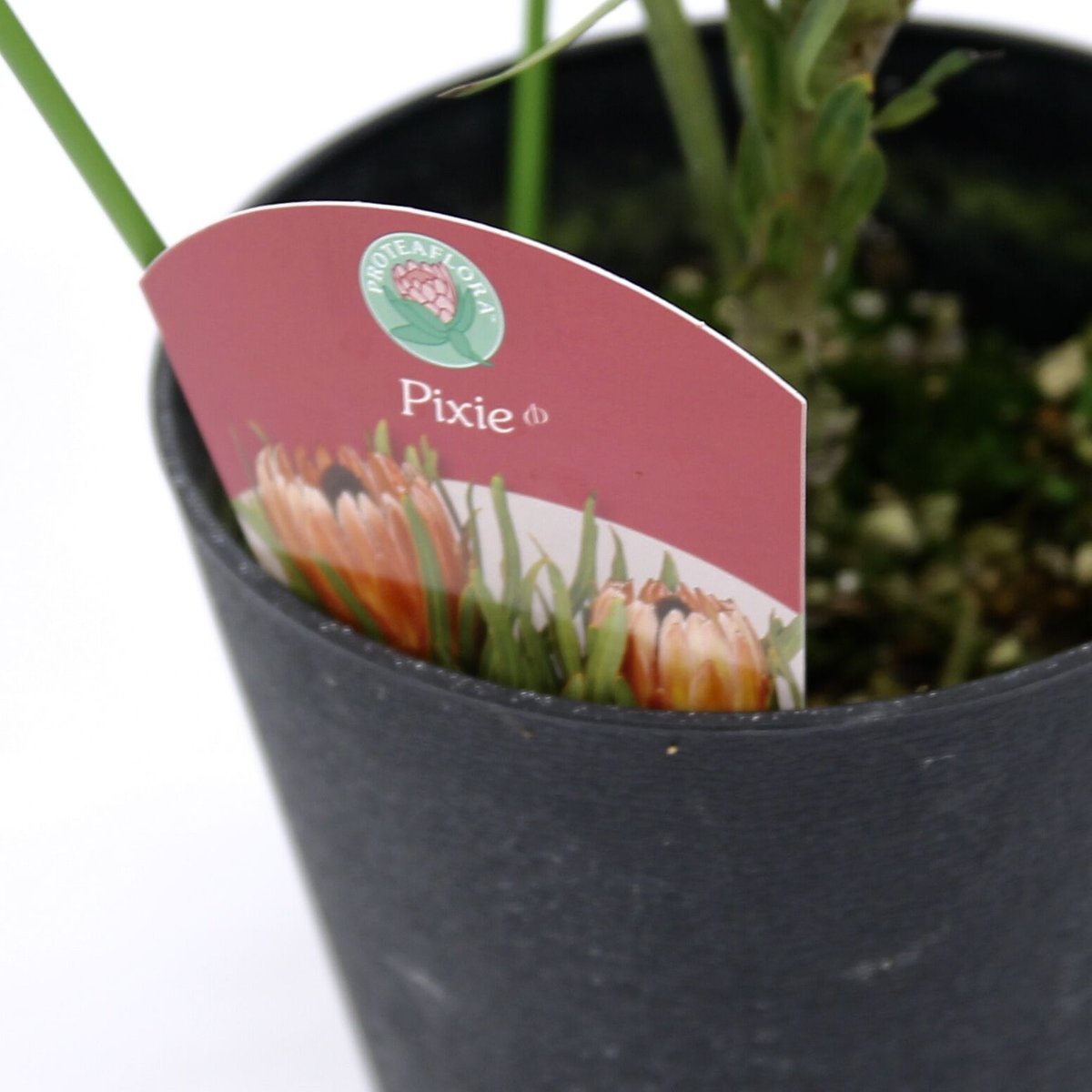 プロテアピクシー希少大株3フラワー