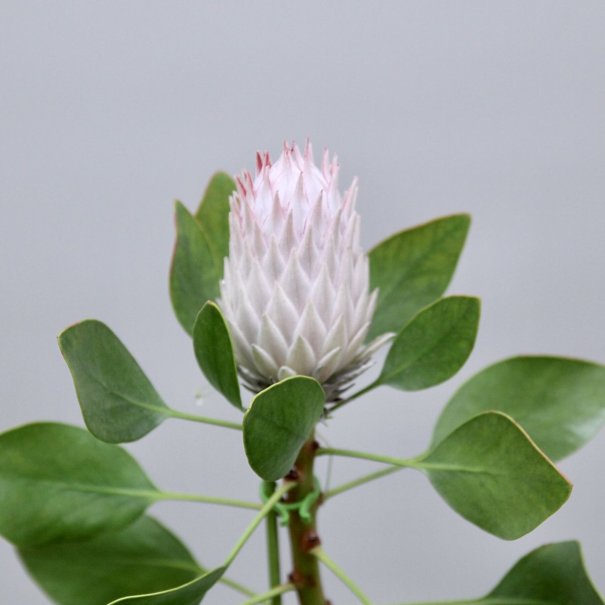 プロテア・キングピンク ① / キングプロテア シナロイデス 希少 レア キングプロテア・シナロイデス 『キングピンク -King pink