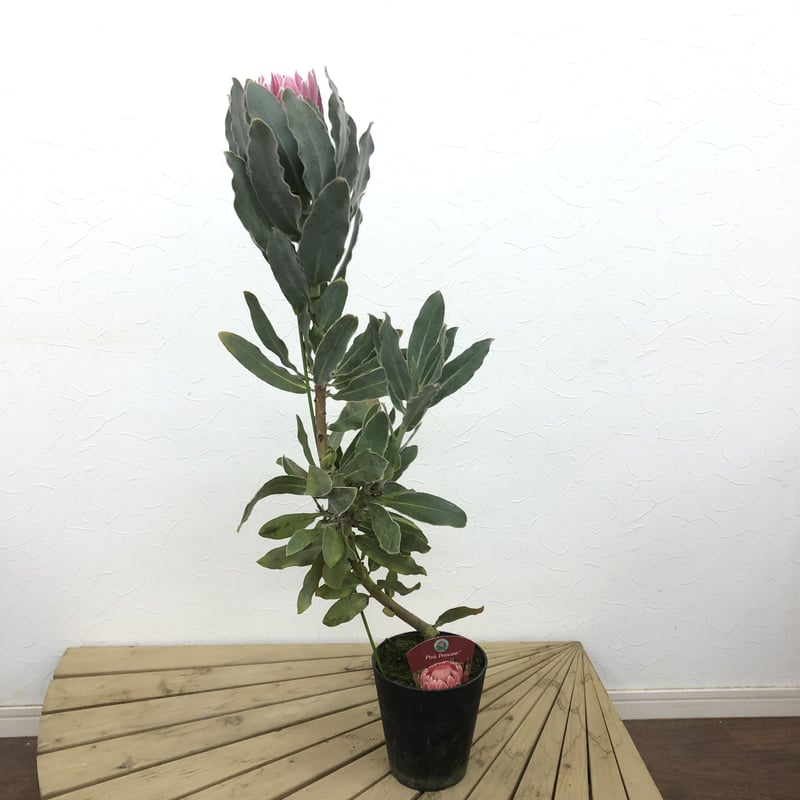 特価！プロテア ピンクプリンセス 5号 1輪 ② | 多気園芸 Online Shop