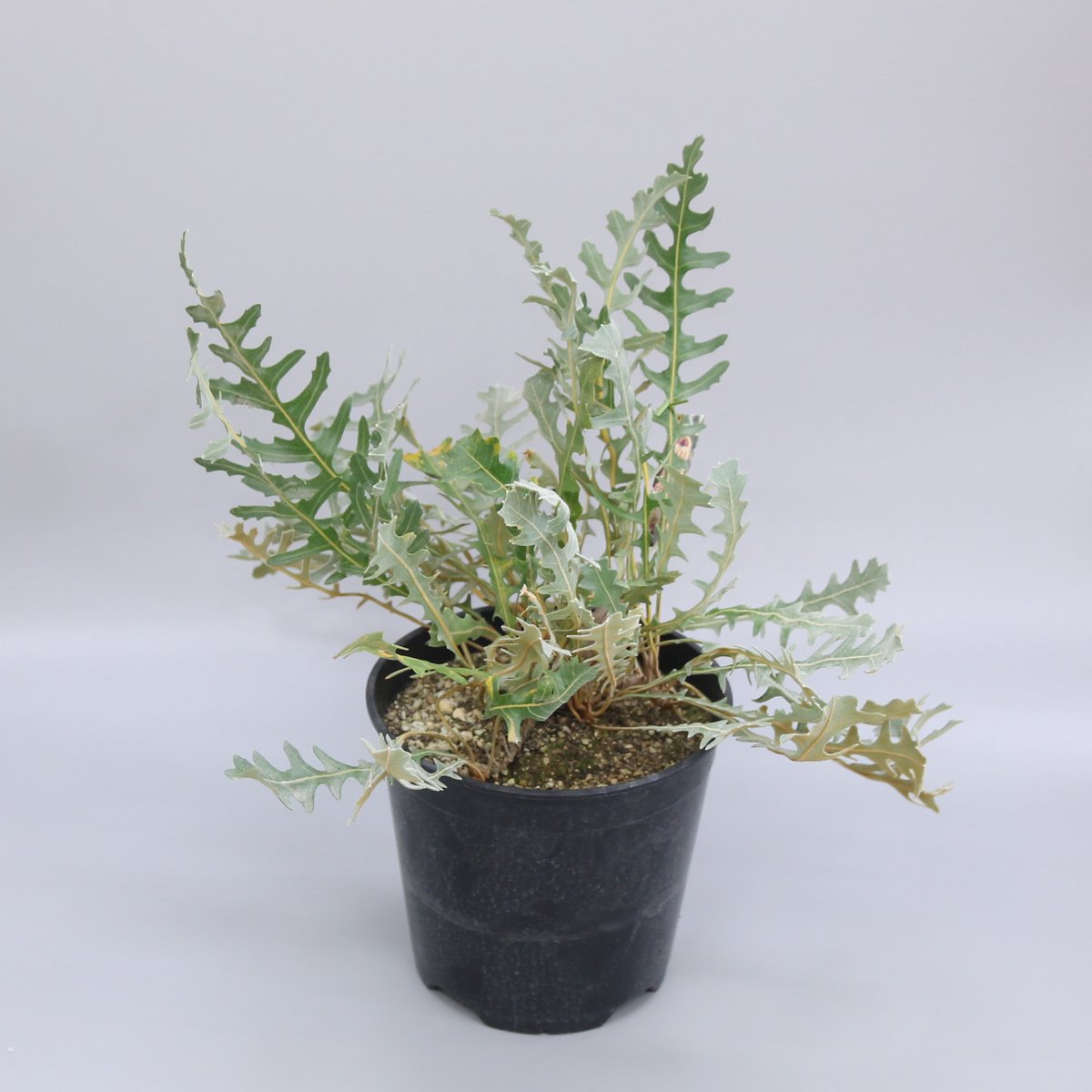 バンクシア レペンス | 多気園芸 Online Shop