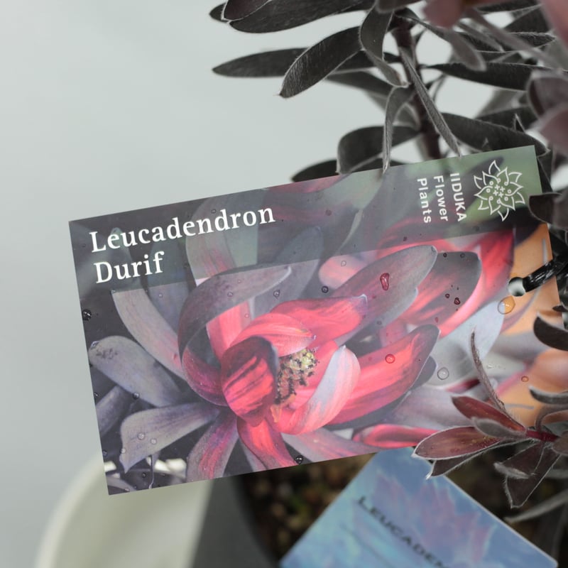 リューカデンドロン デュリフ 5号 | 多気園芸 Online Shop