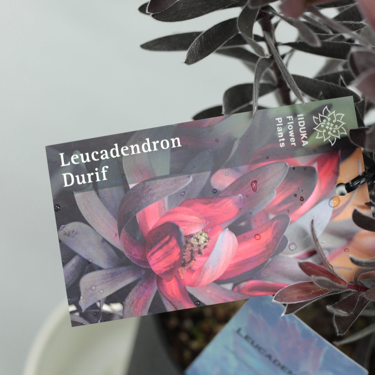 リューカデンドロン デュリフ 5号 | 多気園芸 Online Shop