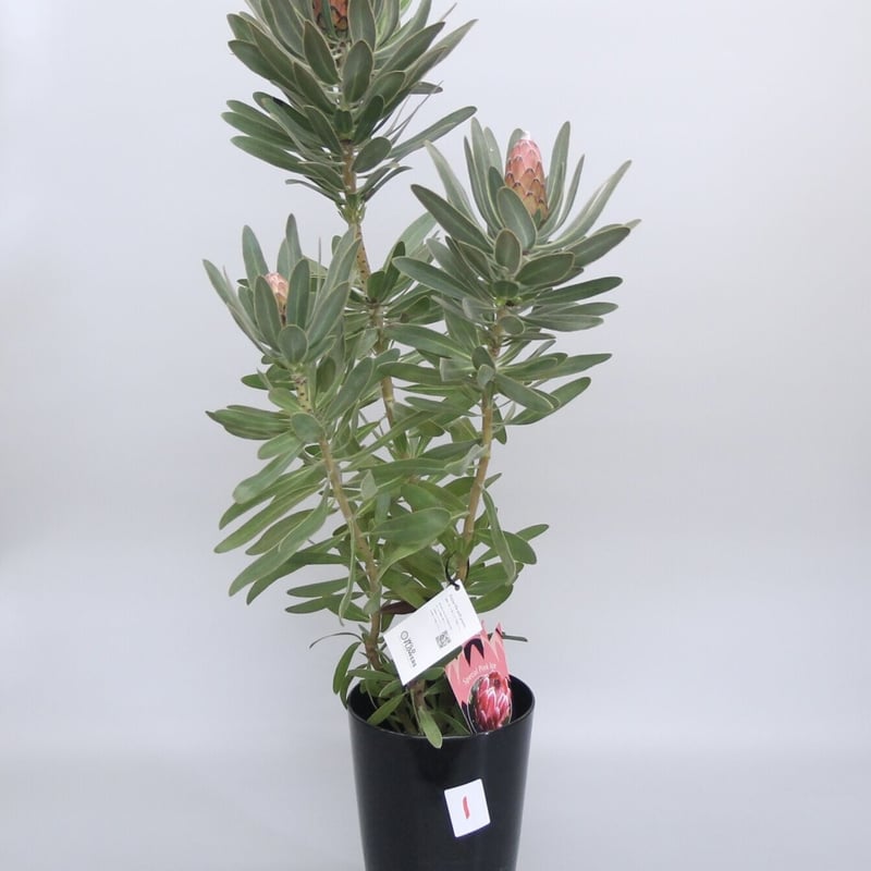 プロテア スペシャルピンクアイス 6号 ① | 多気園芸 Online Shop