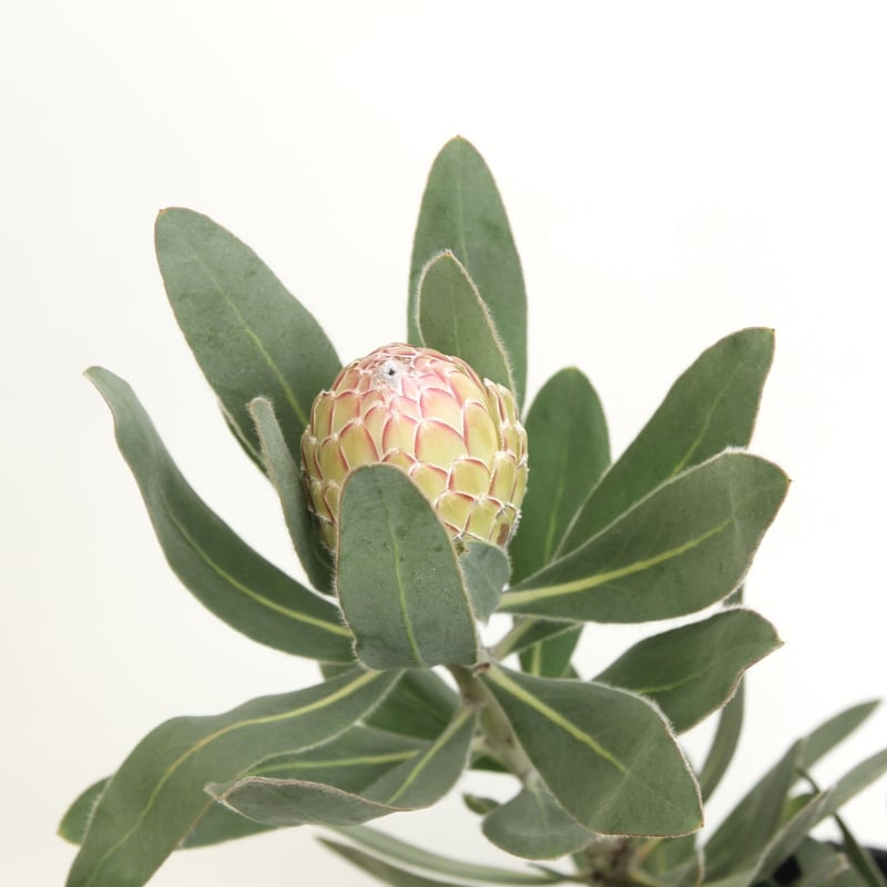 プロテア スサラ 3輪 ① プロテア スサラ 3