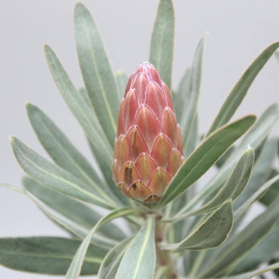 64ffda3980c8d800316b1ef4