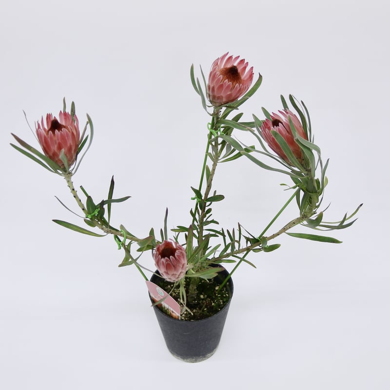 プロテア ピクシー 5号鉢 4輪 | 多気園芸 Online Shop