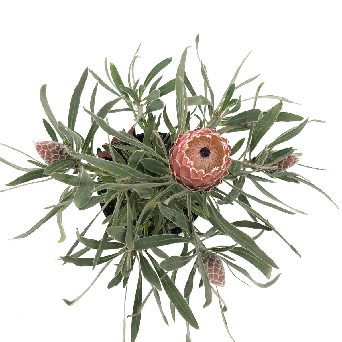 プロテア ジュリエット 7号 4輪 | 多気園芸 Online Shop