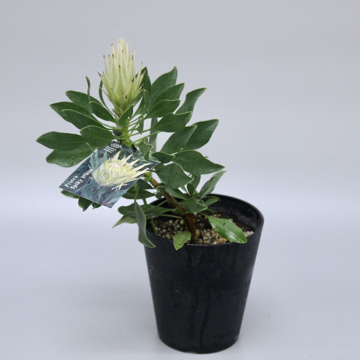 大苗！ プロテア スパイキーホワイト プロテア：スパイキーホワイト7号鉢23-01 の通販 | 園芸ネット