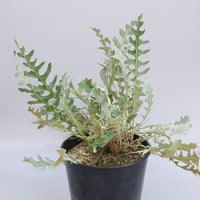 難有り！ プロテア クリームミンク 5号 | 多気園芸 Online Shop