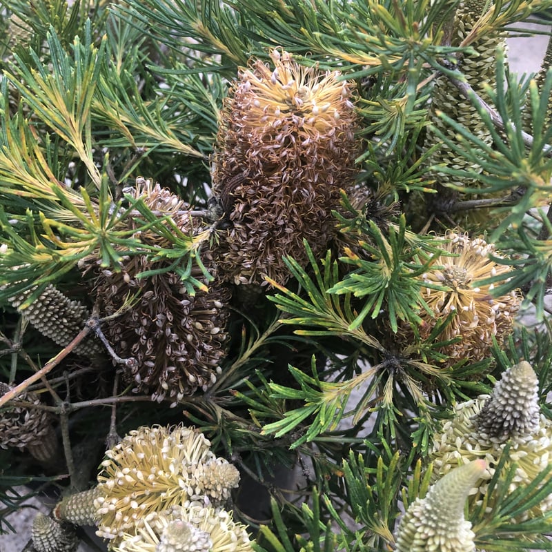 バンクシア バースデーキャンドル | 多気園芸 Online Shop