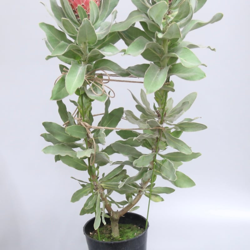 プロテア ピンクプリンセス | 多気園芸 Online Shop