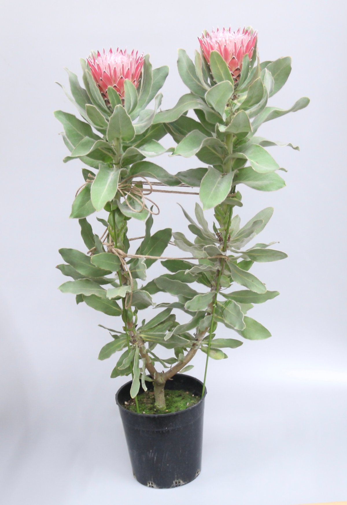 プロテア ピンクプリンセス | 多気園芸 Online Shop