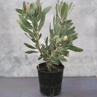 プロテア ピンクプリンセス 5号 1輪 ① | 多気園芸 Online Shop