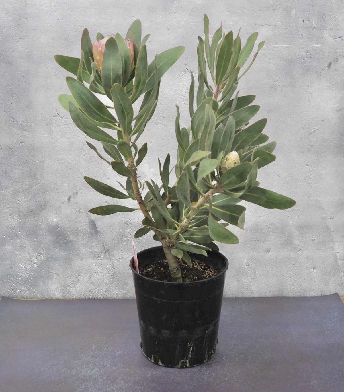 プロテア スサラ 7 楽天市場】おしゃれ 観葉植物 花苗：プロテア スザーラ*7号