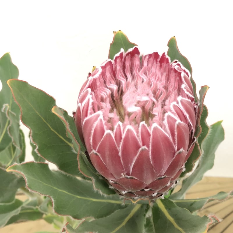 プロテア ピンクプリンセス 2輪 7号 ② | 多気園芸 Online Shop