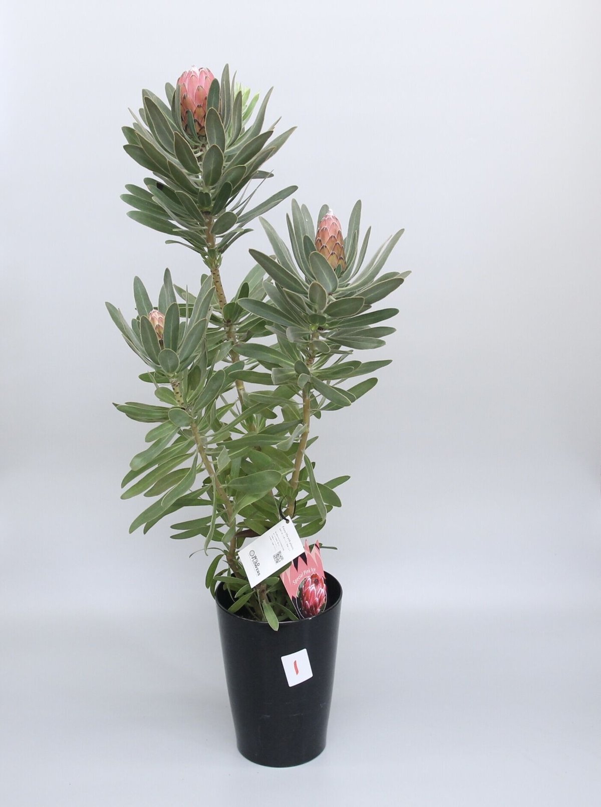 プロテア スペシャルピンクアイス 6号 ① | 多気園芸 Online Shop