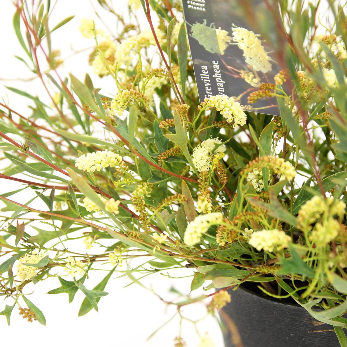 グレビレア シナフィエ 5号 | 多気園芸 Online Shop