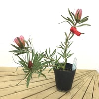 プロテア ピンクプリンセス 5号 1輪 ① | 多気園芸 Online Shop