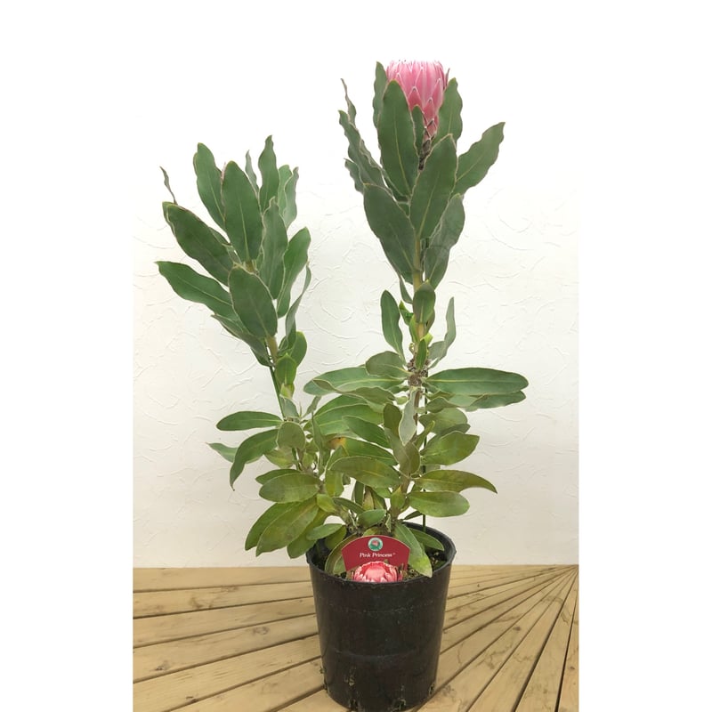 プロテア ピンクプリンセス7号 【公式通販】