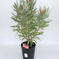 バンクシア ヌタンス 7号 ① | 多気園芸 Online Shop