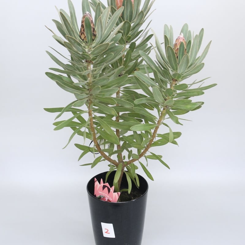 プロテア スペシャルピンクアイス 6号 ② | 多気園芸 Online Shop