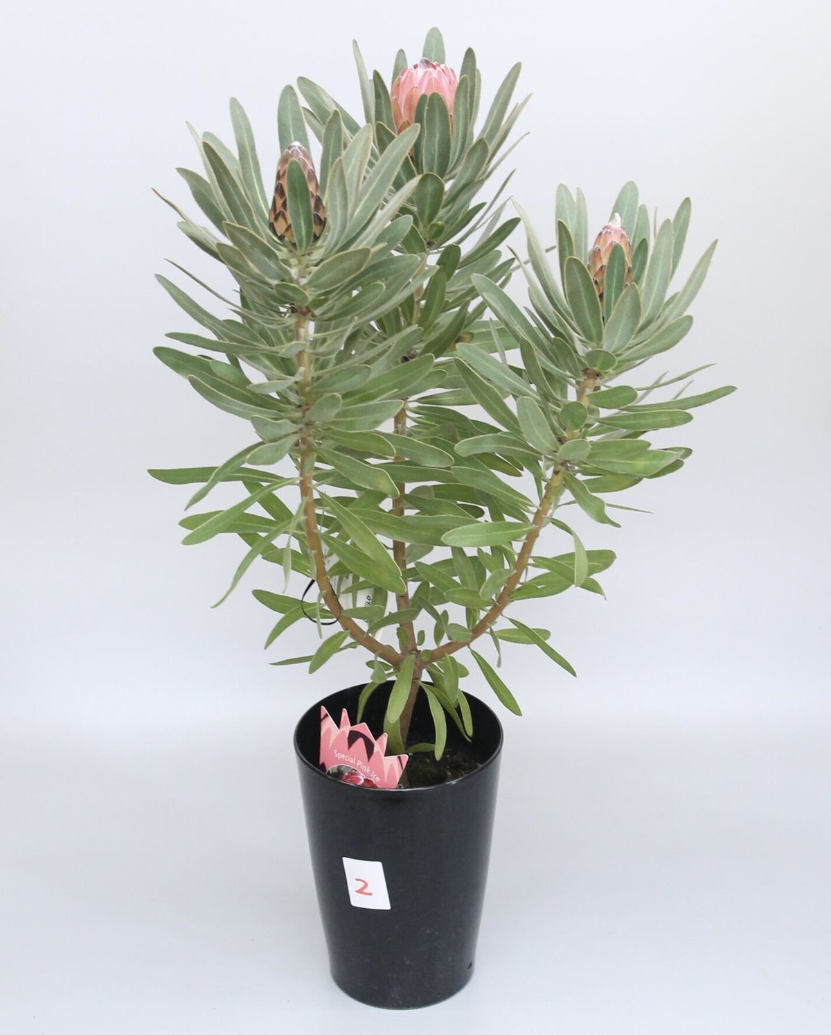 プロテア ピクシー スペシャルピンクアイス 二苗セット 3号ポット