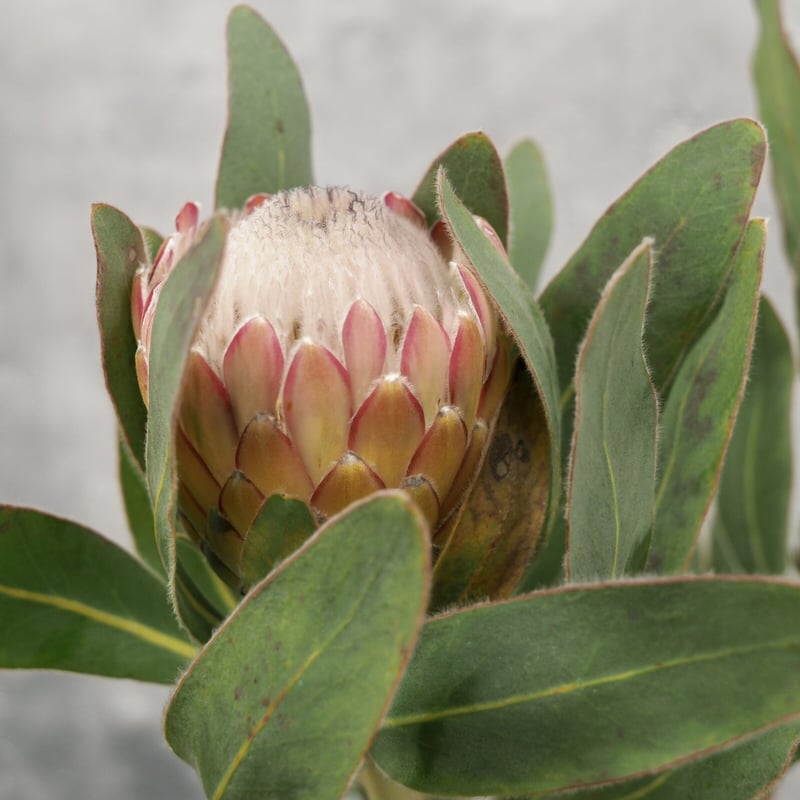 プロテア スサラ　1 プロテア スサラ 1 プロテア スサラ - ドライフラワー通販 エフスリー