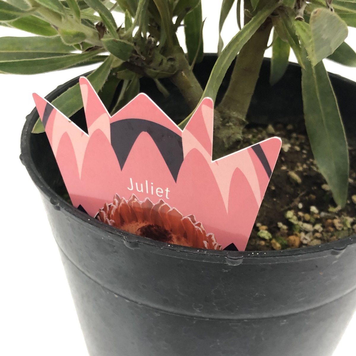 プロテア ジュリエット 7号 4輪 | 多気園芸 Online Shop