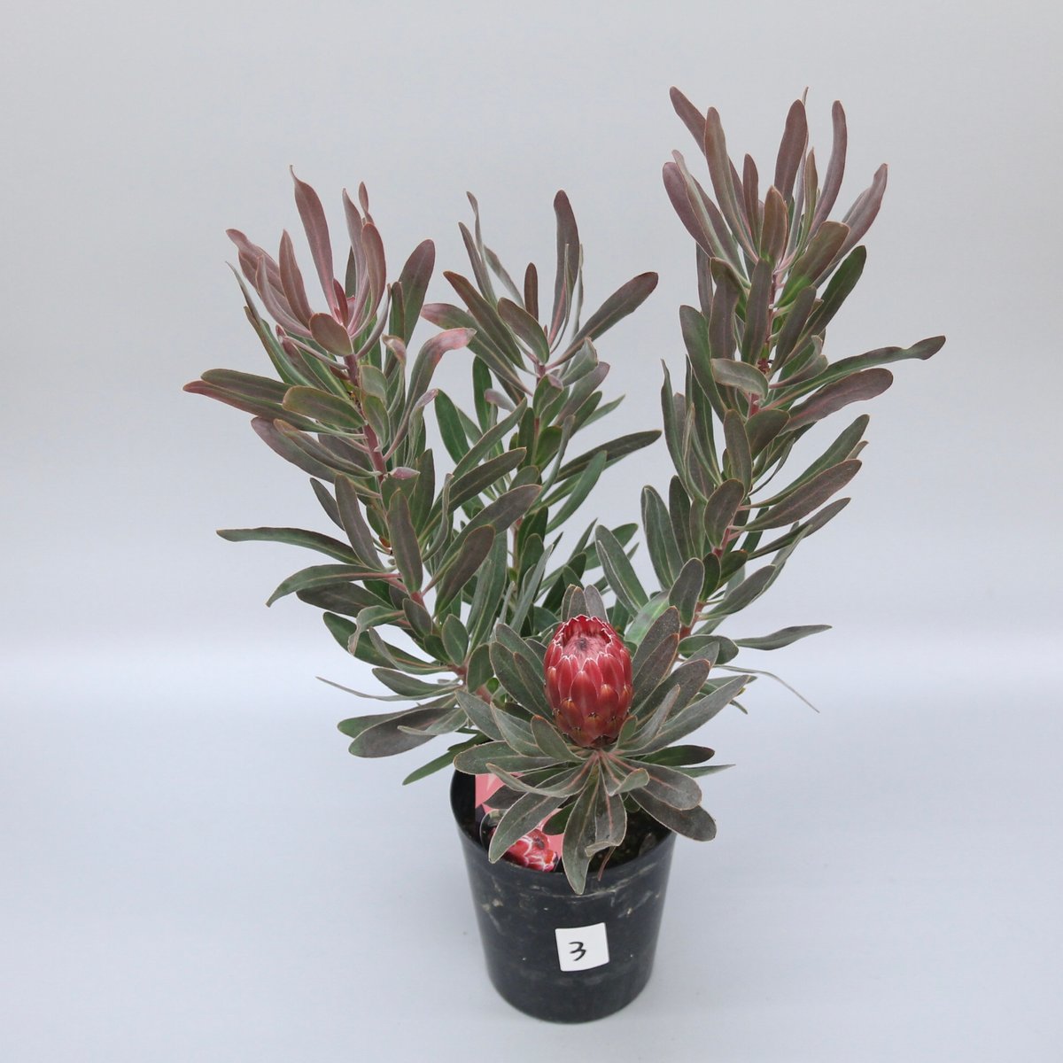 プロテア スペシャルピンクアイス 3 プロテア：スペシャルピンクアイス