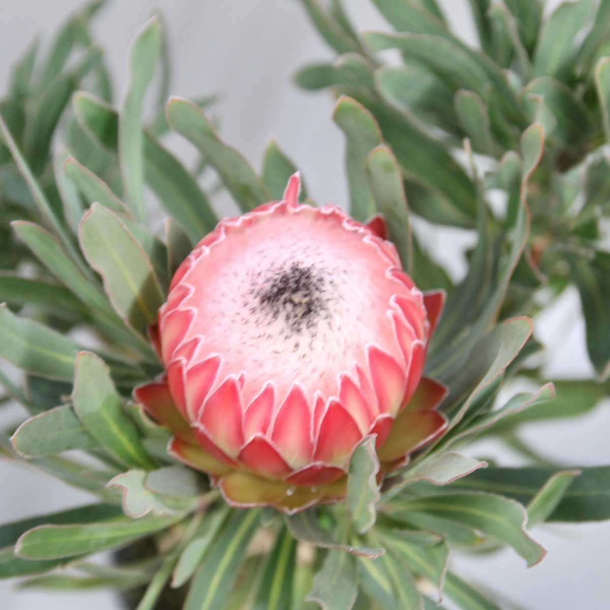 プロテアポッサムマジック　2 希少大株2フラワー！ プロテアポッサムマジック 2 希少大株2フラワー！ セール】プロテア