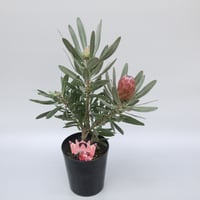 難有り！ プロテア クリームミンク 5号 | 多気園芸 Online Shop