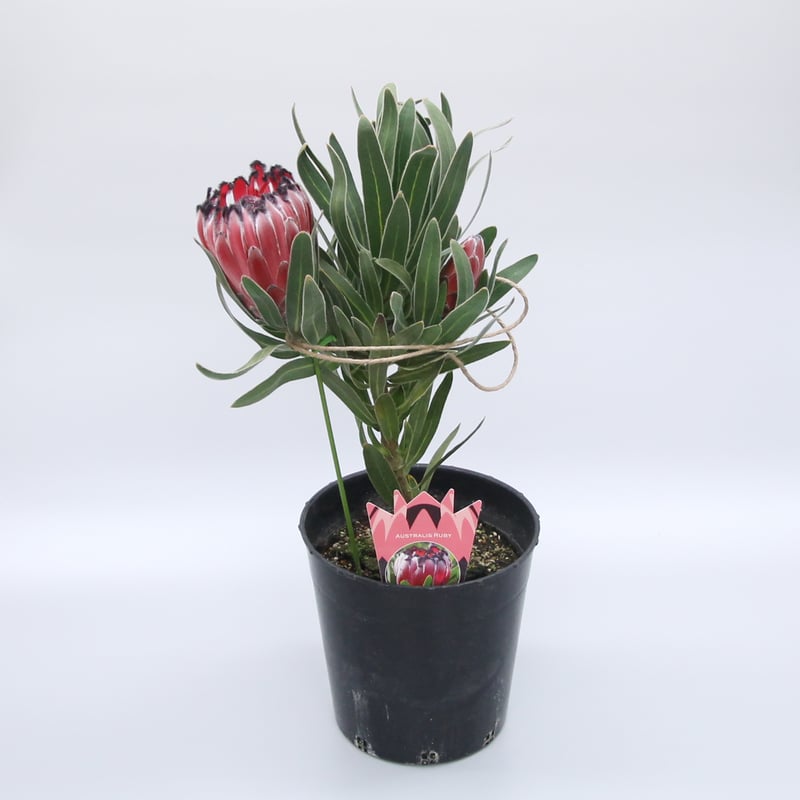 プロテア オーストラリスルビー 5号鉢 花芽2 園芸ネット本店｜プロテア：オーストラリスルビー 5号鉢植え の通販