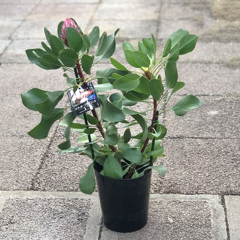花芽付き 花苗 キングプロテア リトルプリンス ６号鉢 オージープランツ　Ａ 楽天市場】5号サイズプロテア リトルプリンス プラ鉢入り