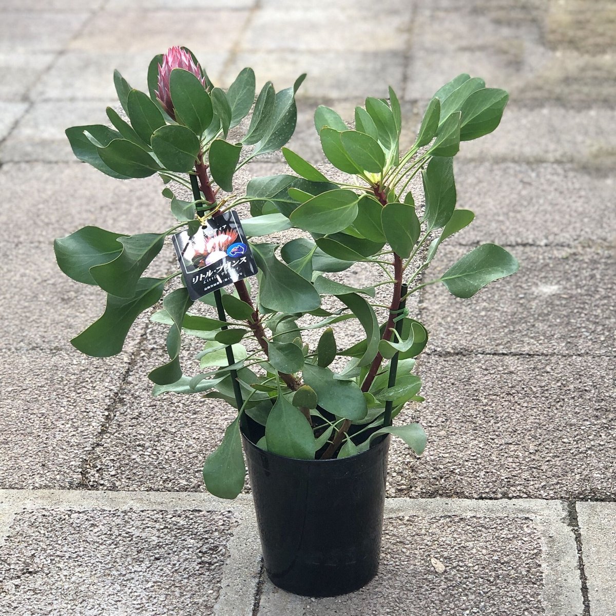 キングプロテア リトルプリンス 6号 | 多気園芸 Online Shop