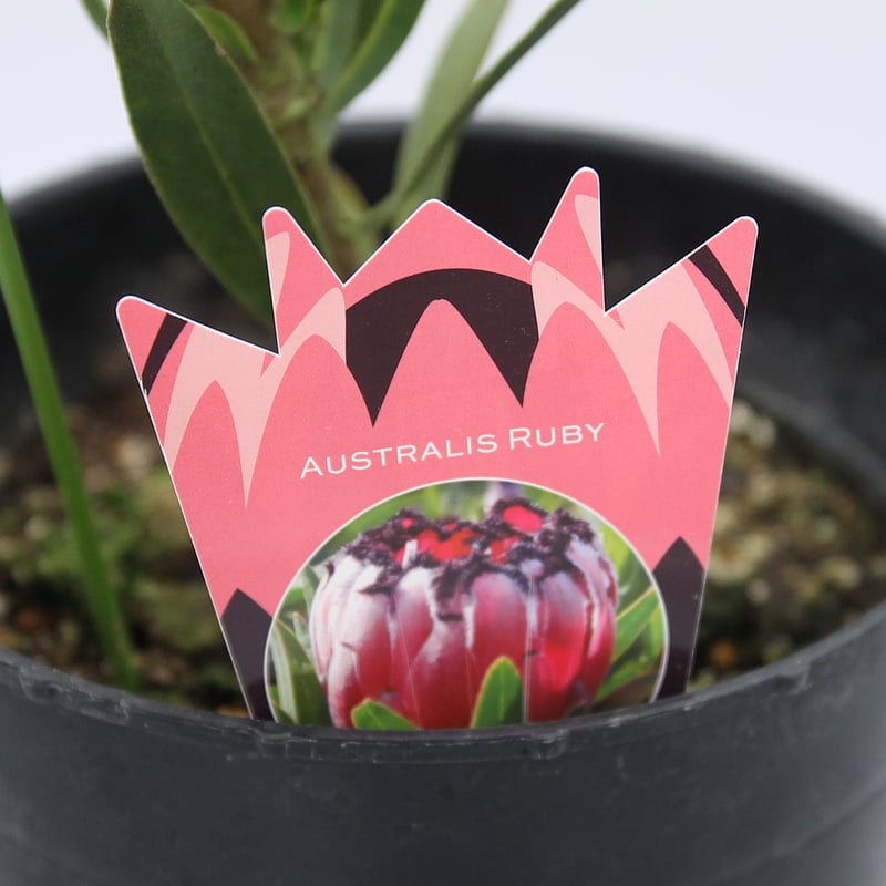 【早い者勝ち★希少種】　プロテア　キングホワイト　鉢のまま発送！　00 希少 プロテア キングホワイト 7号 大苗 鉢植え 苗 園芸ネット本店