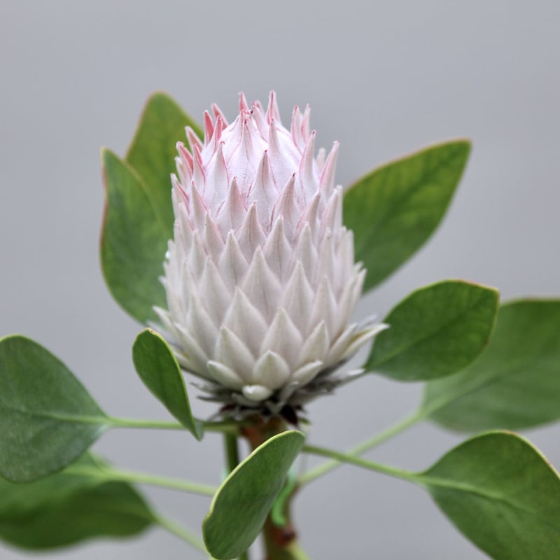 キングプロテア キングピンク | 多気園芸 Online Shop